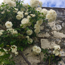 White Climbing Iceberg Rose