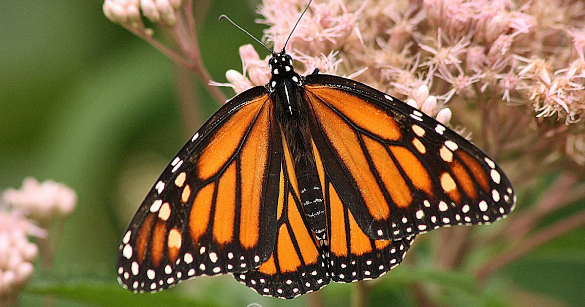 Cindi Ressler Photography Monarch Butterflies vs Viceroy Butterflies