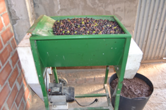 Como Se Hace El Aceite De Oliva Como Moler Aceitunas Para Hacer