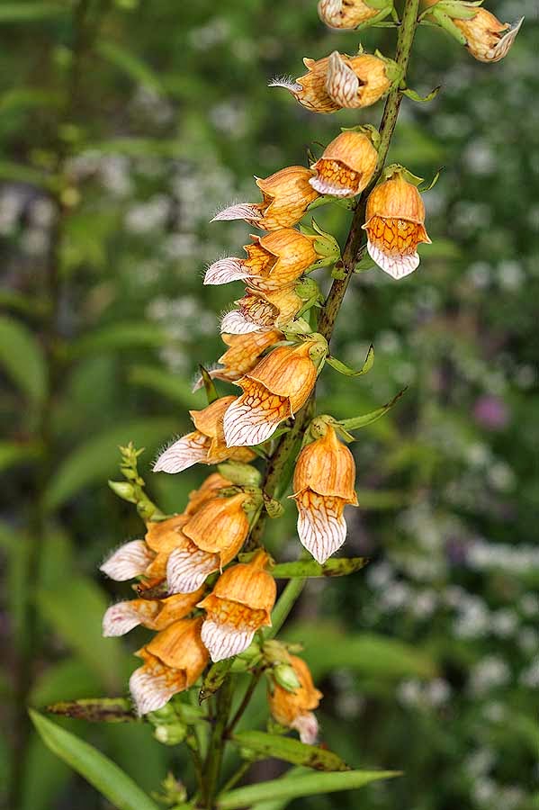 Flora hellenica Digitalis laevigata subsp. graeca