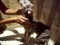 Banho mal feito pode provocar dermatite A dermatrite provocada por um banho mal feito