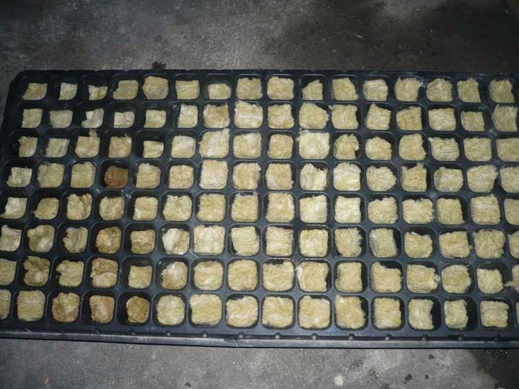 hidroponik ketapang Susun Rockwool