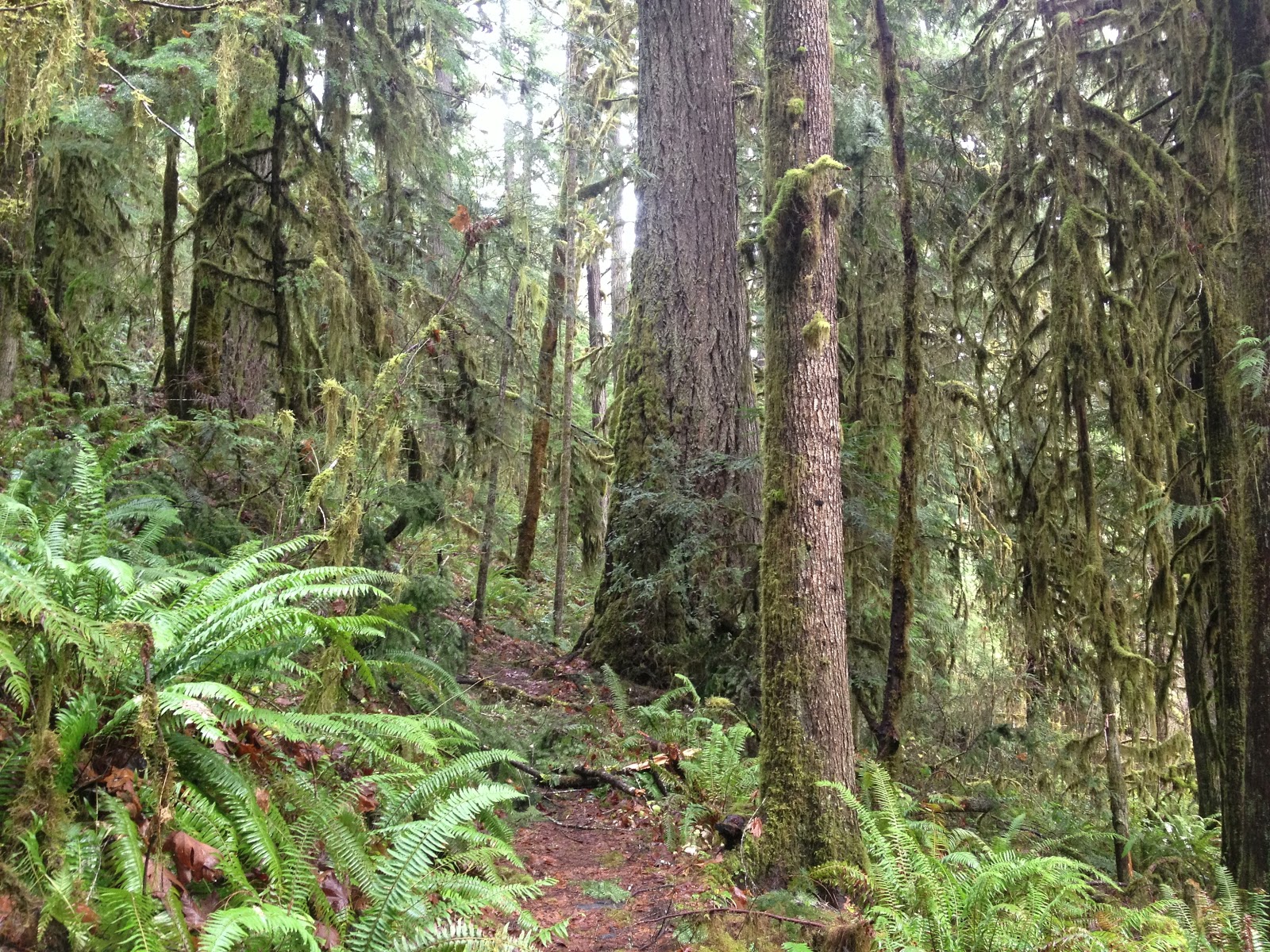 Hardesty Trailhead to Ash Swale Shelter