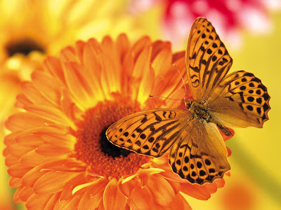 Flower And Butterfly Wallpapers