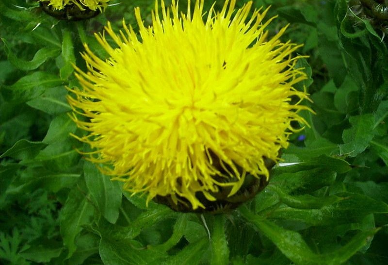 Beauty Of Flowers Bighead Knapweed
