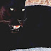 Black Panther - Black Puma Cat