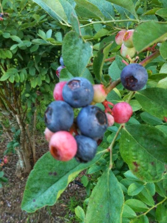 Lyonblueberry Farm Ph 6699205 Lyon Blueberry Farm in Wilsonville