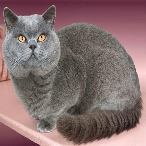 EVCİLGİLLER Evcil Kedi