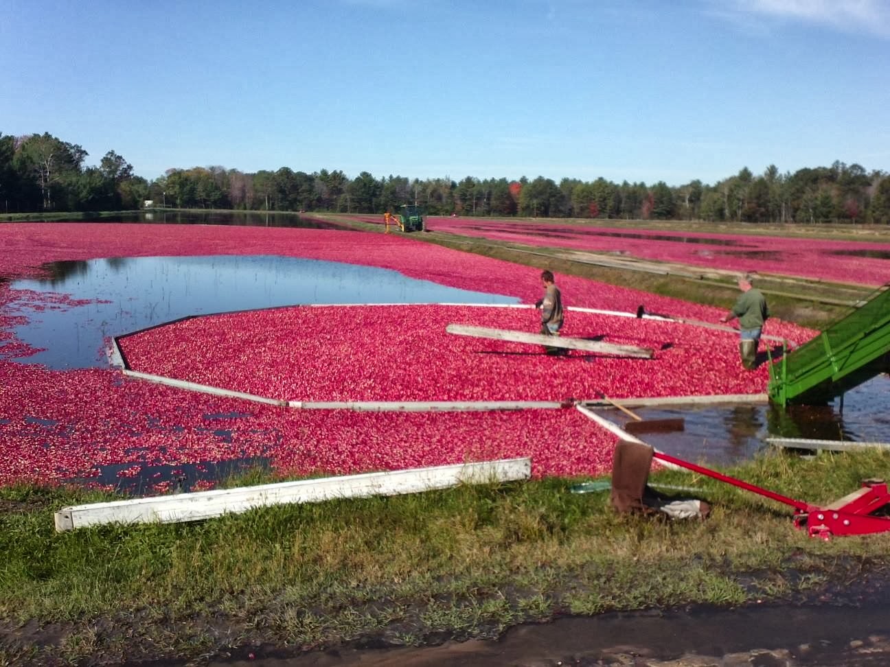 The Cabin Countess The Beautiful Wisconsin Cranberry Harvest