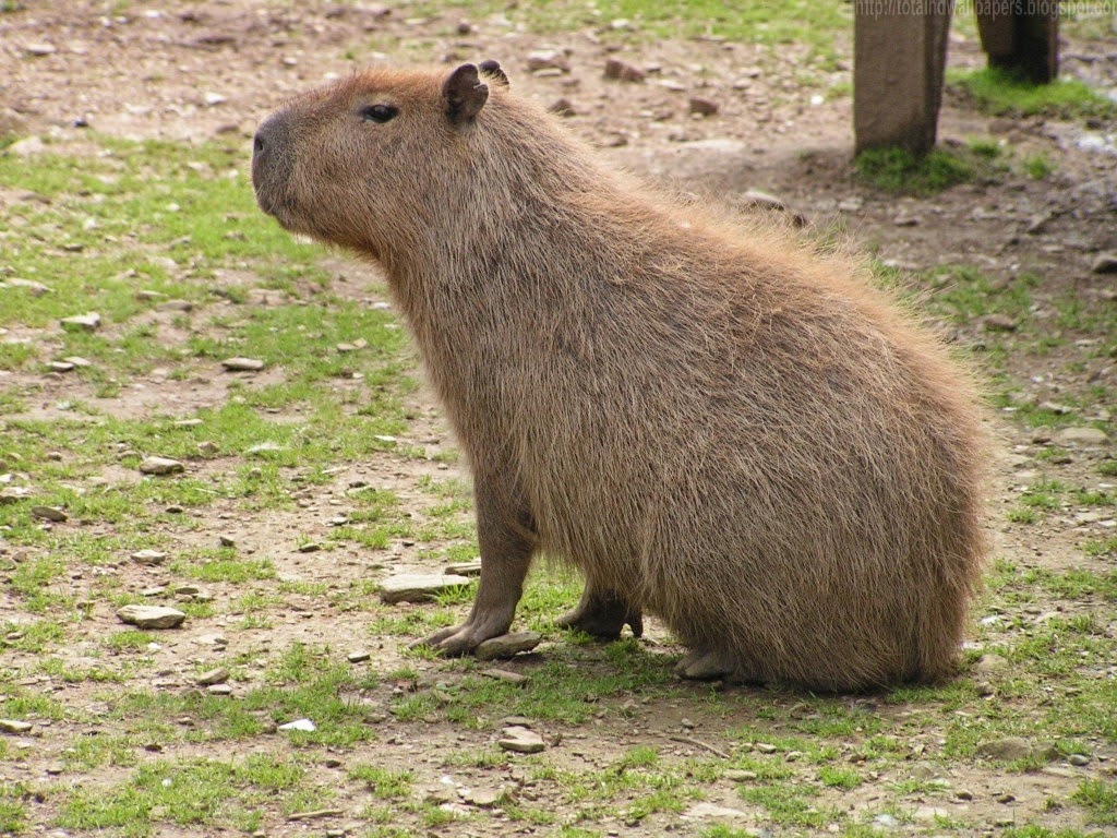 Beautiful Wallpapers For Desktop Capybara Hd Wallpapers