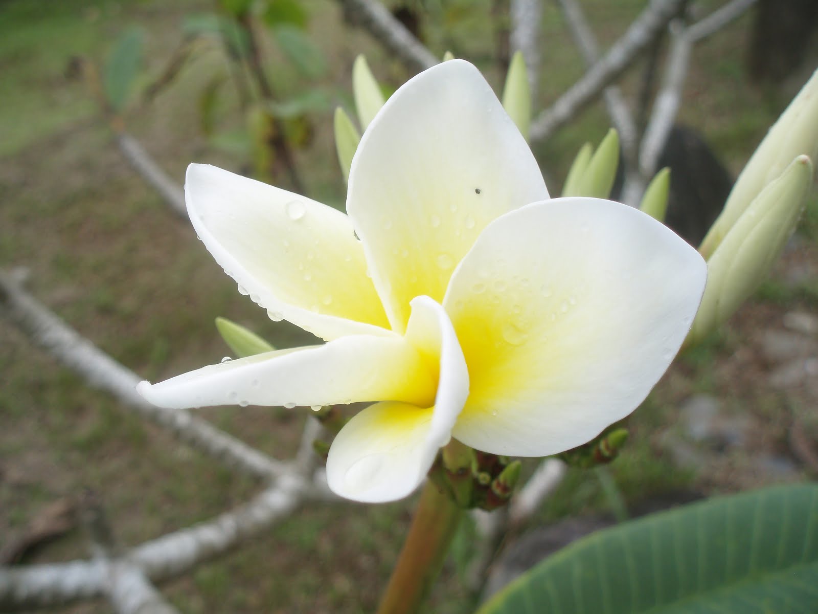 Herbal Medicine Box Sacred Plant Medicine Journey Costa Rica