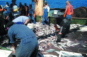 Resultado de imagen para depredación de la pesca argentina merluza