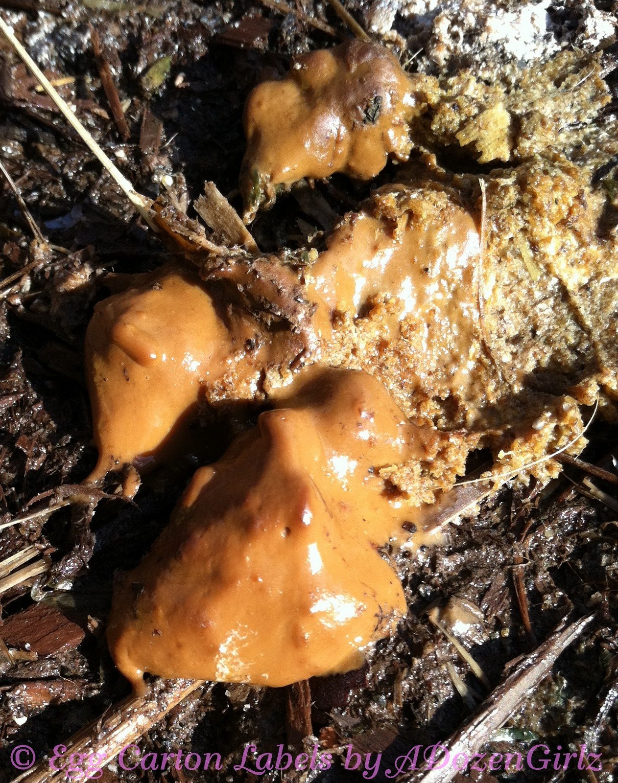 Normal chicken poop, cecal.