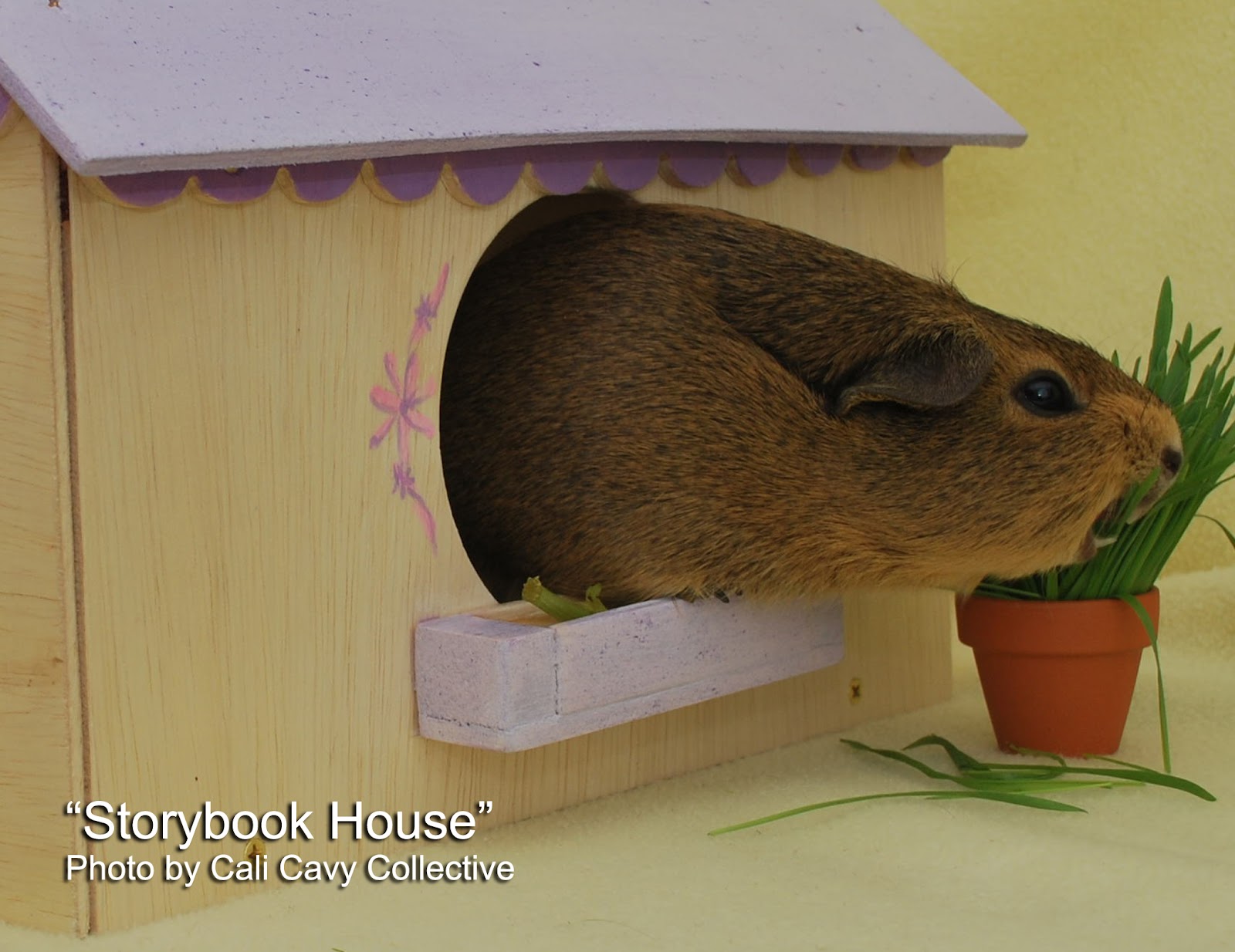 Cali Cavy Collective a blog about all things guinea pig Wooden