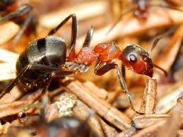 Ants can detect earthquakes