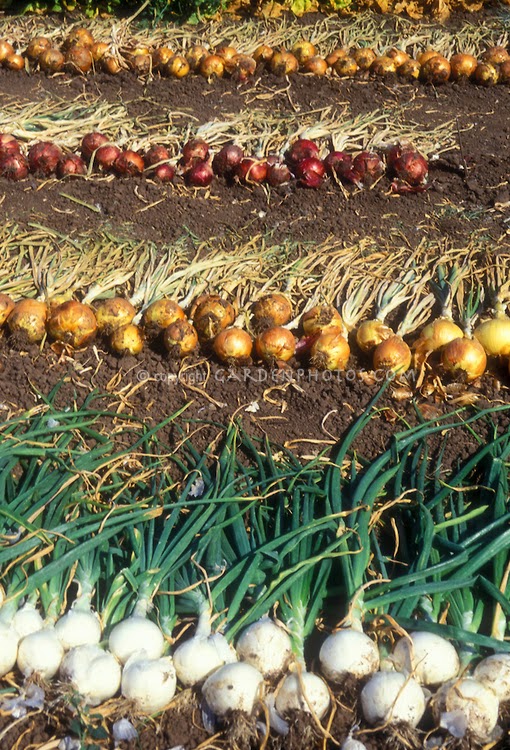 Crop Production Guide Services How to Grow Onion & Earn More in India