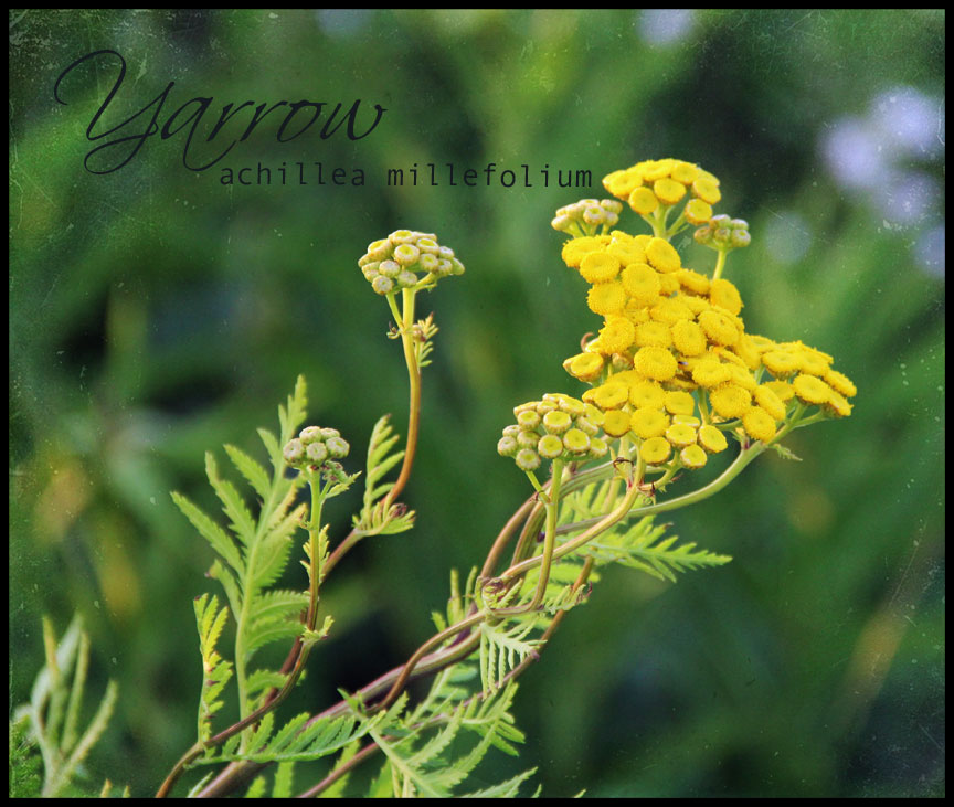 Rosemary Aubut�s Daily Creative Journal Health, Healing