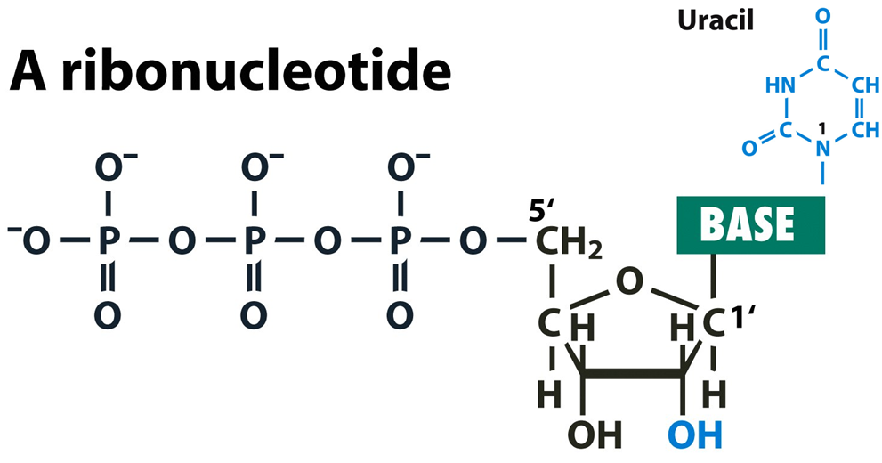 MCQ on Biochemistry Nucleic acids (RNA) MCQ Biology Learning