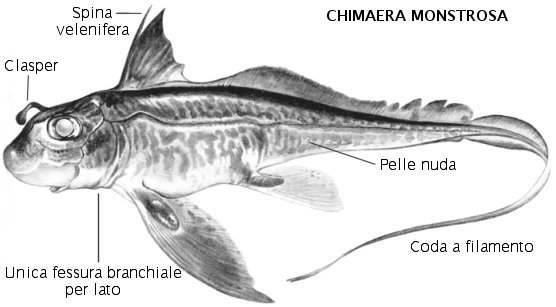 Chimaeras "Hiu Hantu" Ikan Tertua Dan Paling Misterius | Sekitar Kita