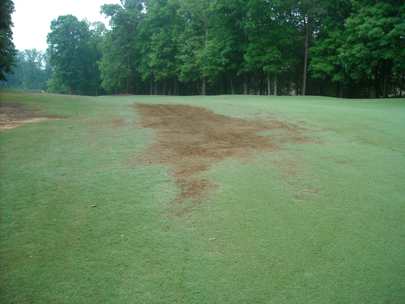 Forest Creek Golf Course Maintenance BERMUDAGRASS IN WINTER