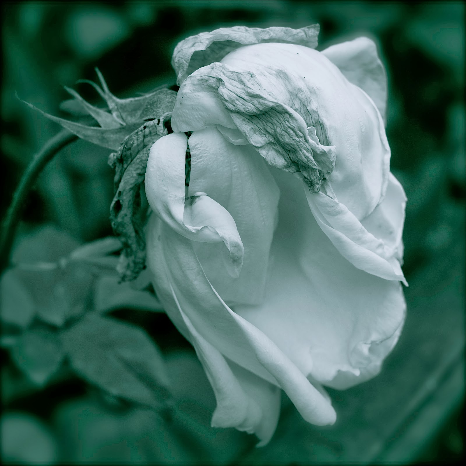 Welcome To My Weiglworld Dezember 2013