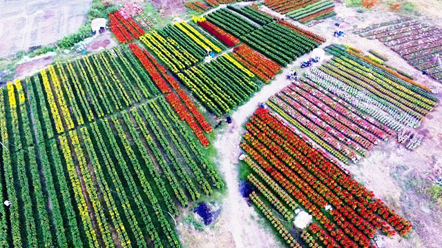 [Image: Dep-nhu-tranh-voi-canh-dong-hoa-xuan-o-Sai-Gon-18.jpg]