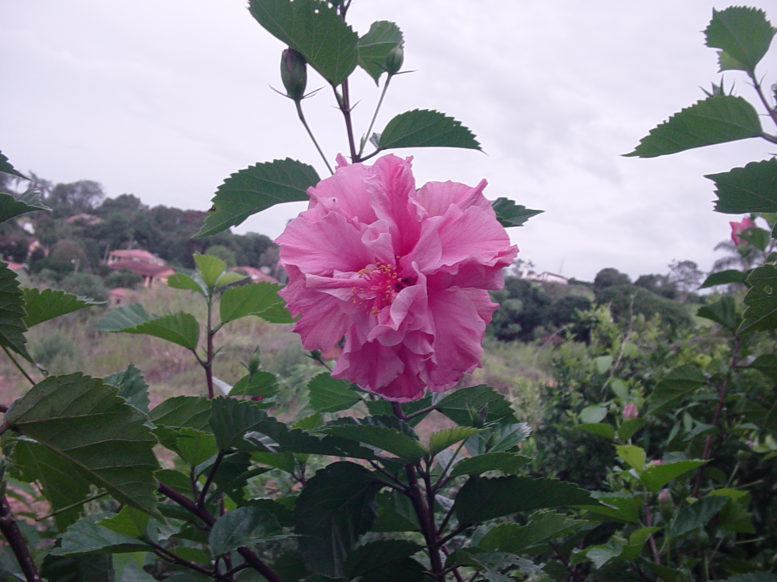 se fortifique de maneira a suportar o longo período de floração se fortifique de maneira a suportar o longo período de floração