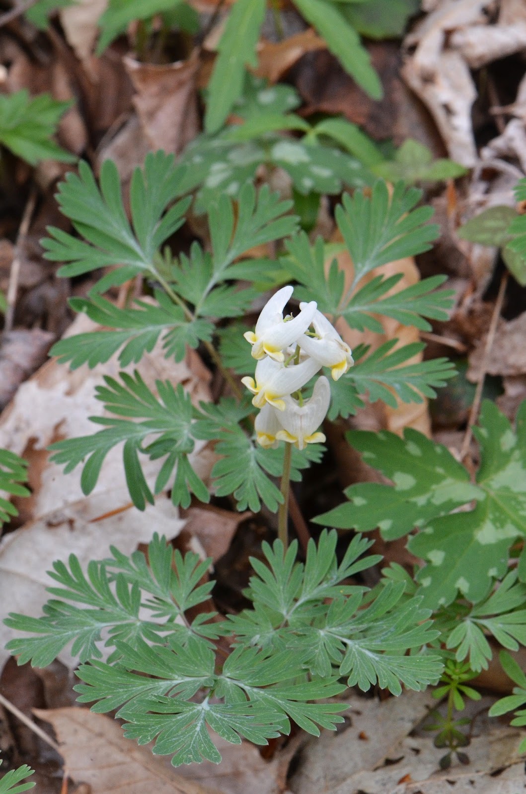 The Kentucky Nature Blog Spring Wildflowers at Anglin Falls State Nature Preserve