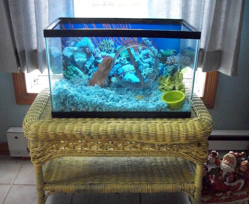 underwater hamster cage