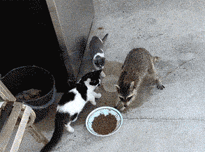 cat and raccoon gif