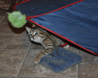 kitten playing with a toy