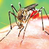 Dengue: causas, sintomas e tratamento