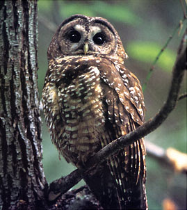 the spotted owl is