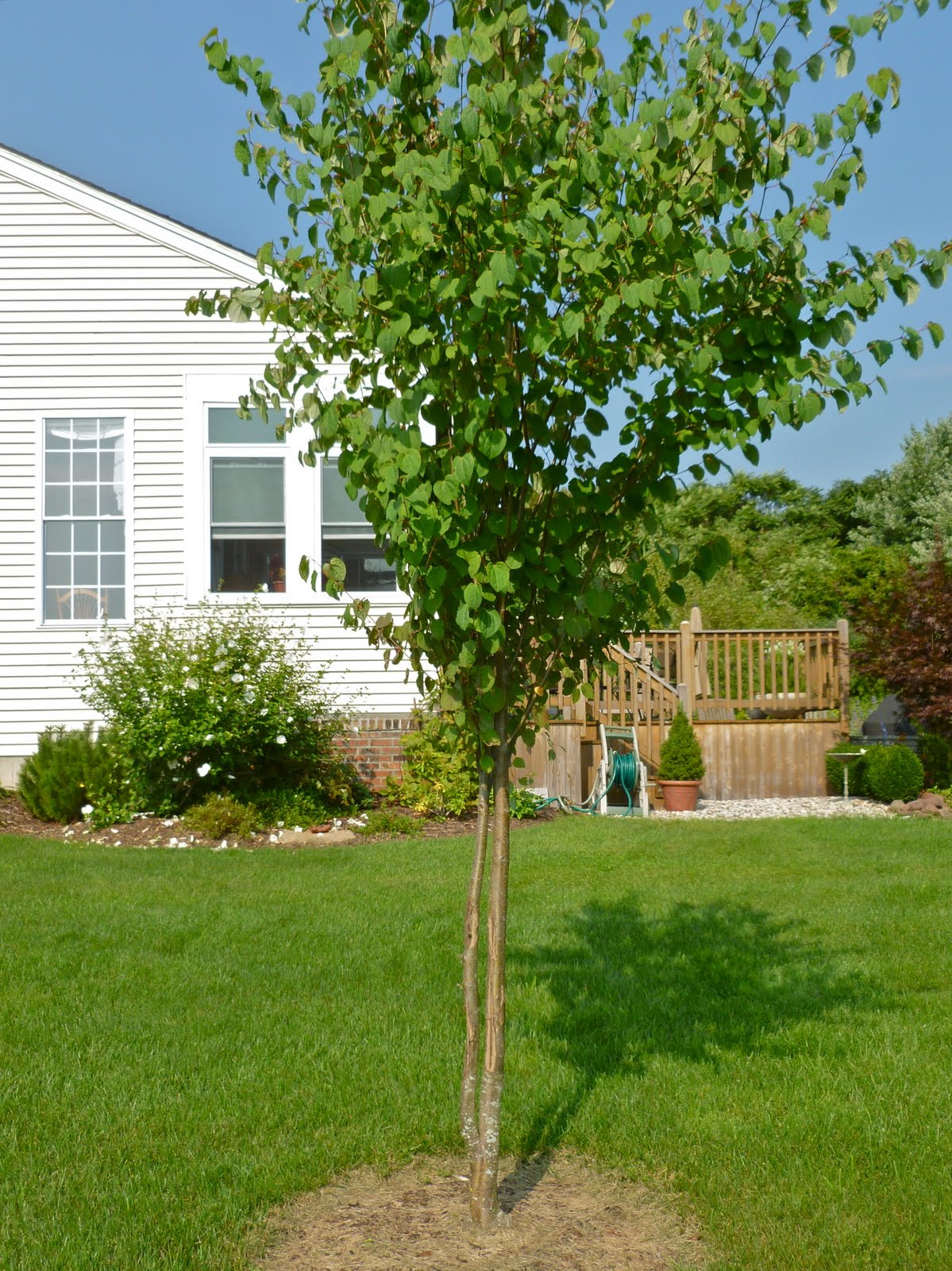 Plant Inventory Cercidiphyllum japonicum / Katsura Tree