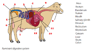 Magh Ag Sci: Ruminant Digestion
