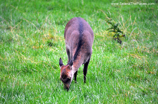 Wild Wicklow Tour in Dublin