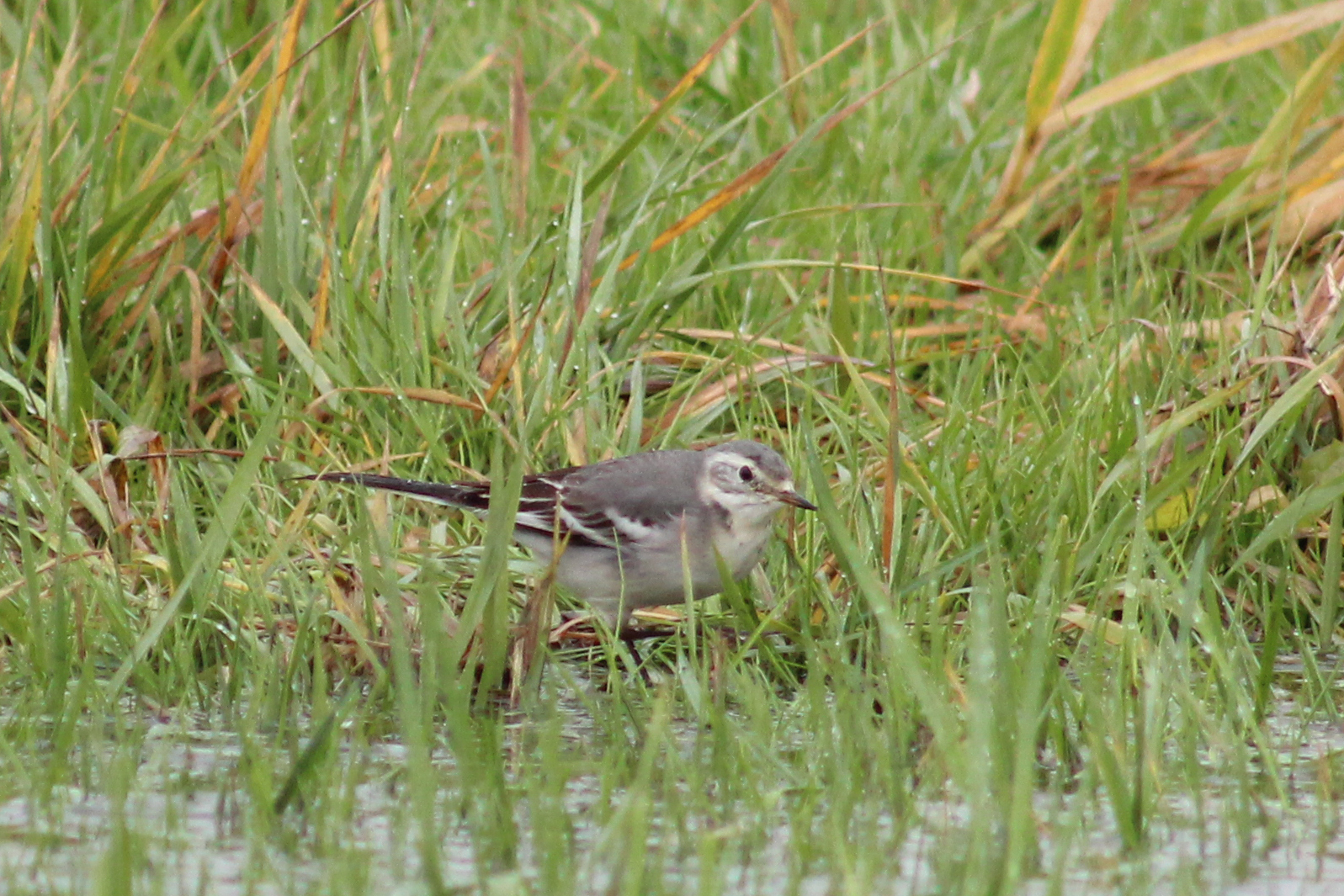 Citrine Wagtail