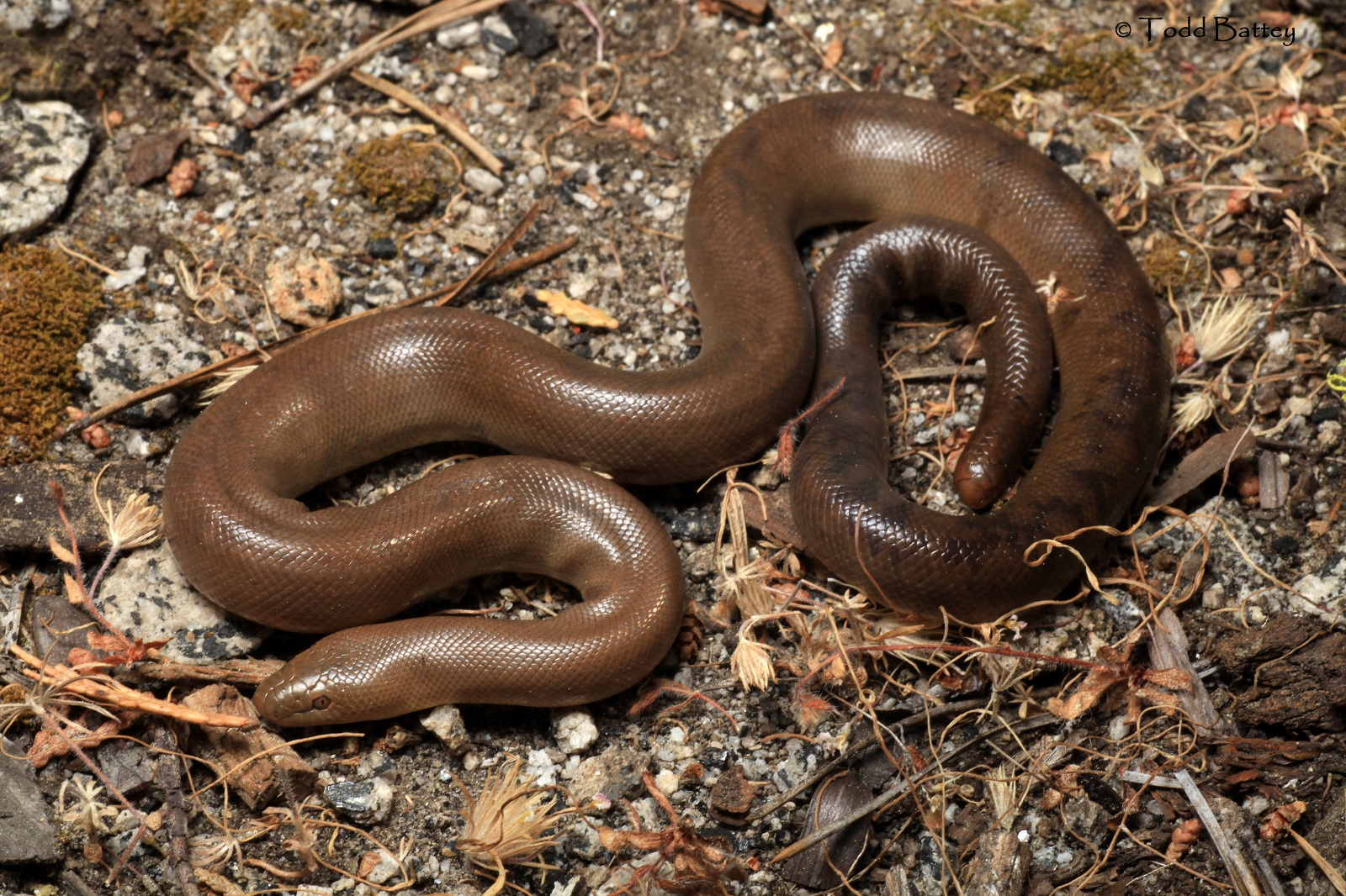 Real Monstrosities Rubber Boa