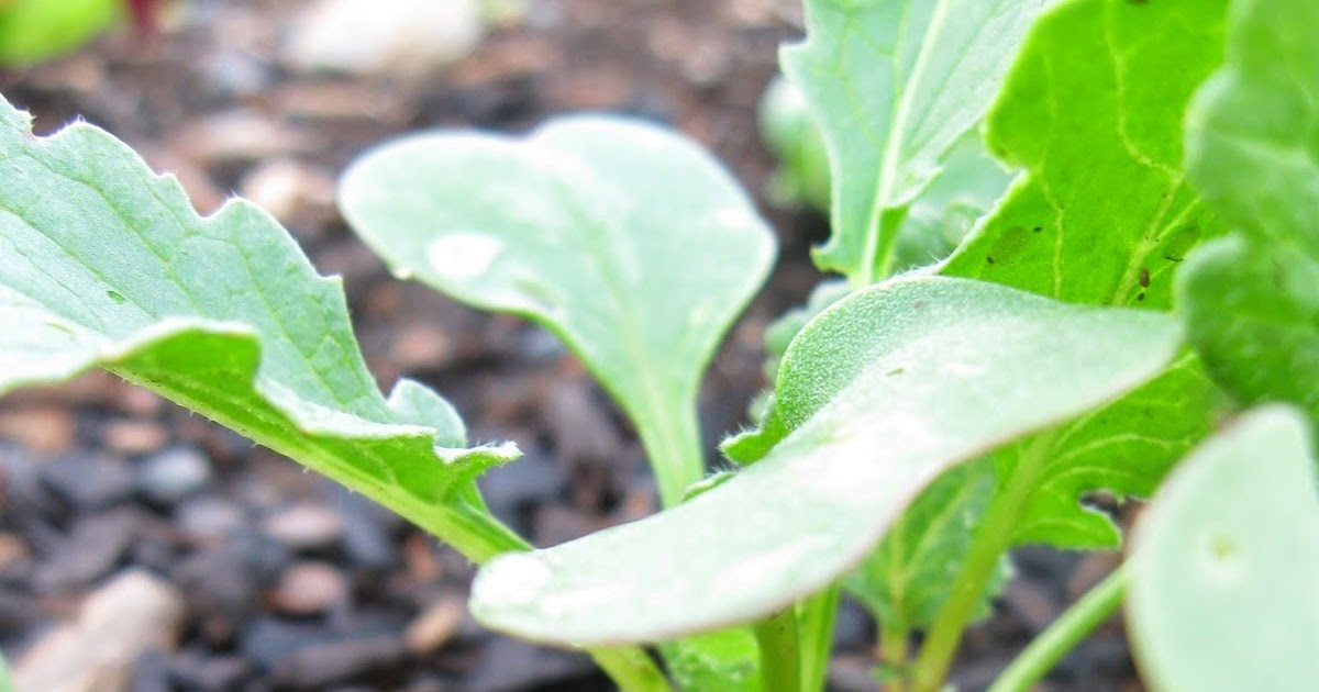 Fenton Friday Broccoli Bolting