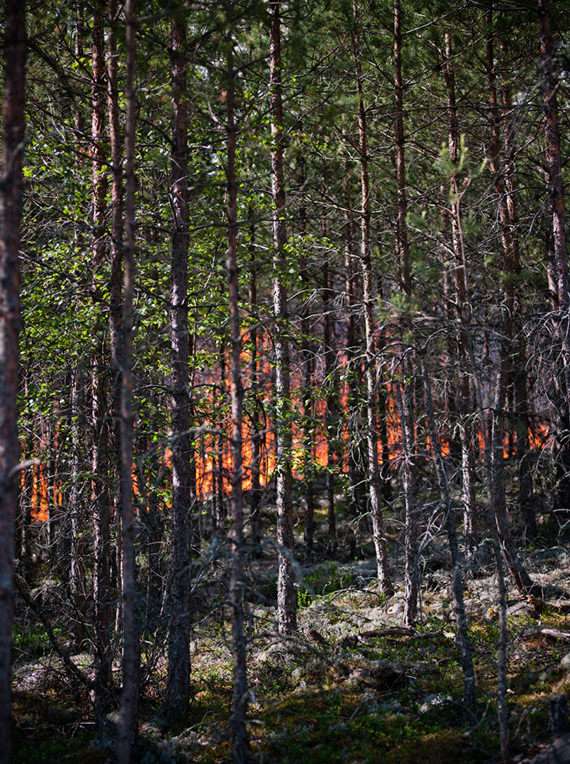 Ulala: Gambar Kebakaran Hutan Yang Sangat Mengagumkan