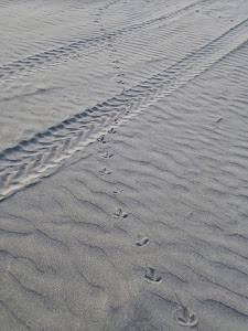 Sand tracks, Otaki Beach