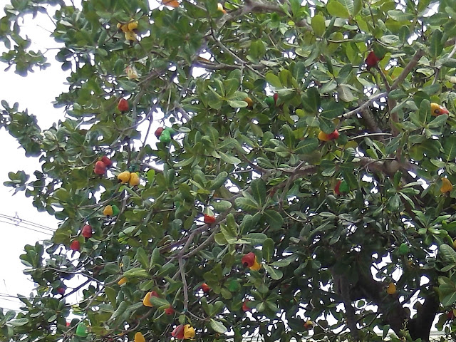 Phuket Cashew Nut Factories and Shops 