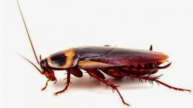 hamam bocegi ses cikarir mi bocekler