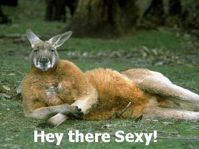 Funny+kangaroo.jpg