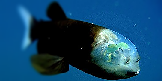 Ikan Kepala Transparan Ikan Kepala Transparan
