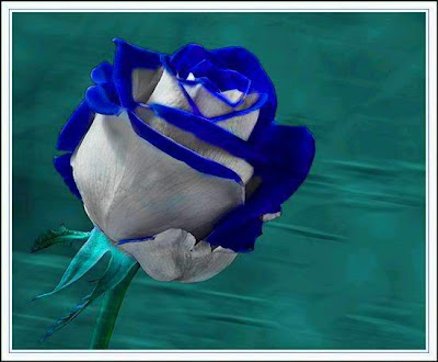 blue and white flower