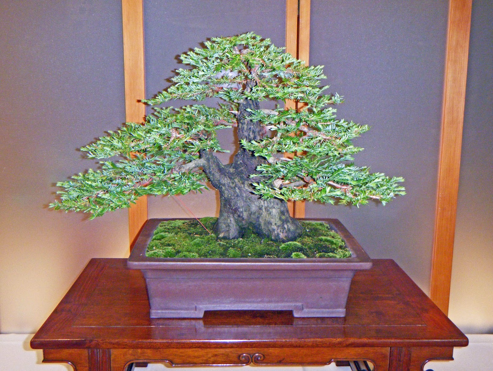 Bonsai In Hoosierland Mid America Bonsai Show 2014 Part 1 Bests Bonsai In Hoosierland Mid America Bonsai Show 2014 Part 1 Bests