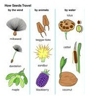 Cara pencaran biji benih atau buah