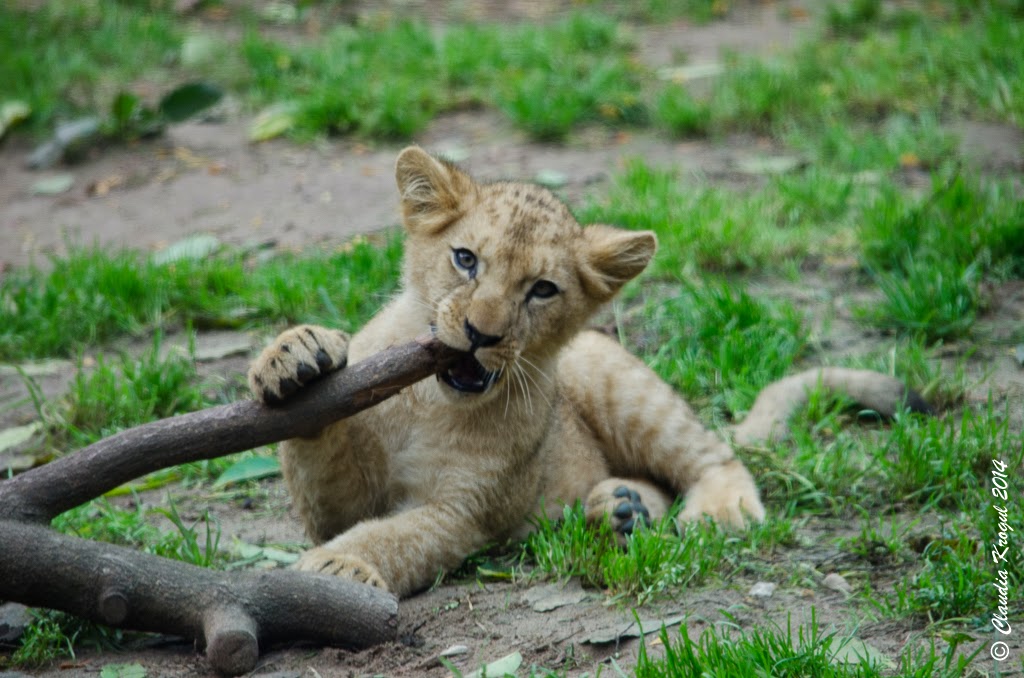 Wasserwelt Langenhagen Schwimmen Im Hallenbad Bei Hannover Iberty