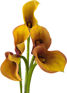 Resultado de imagen para TUBES DE FLORES